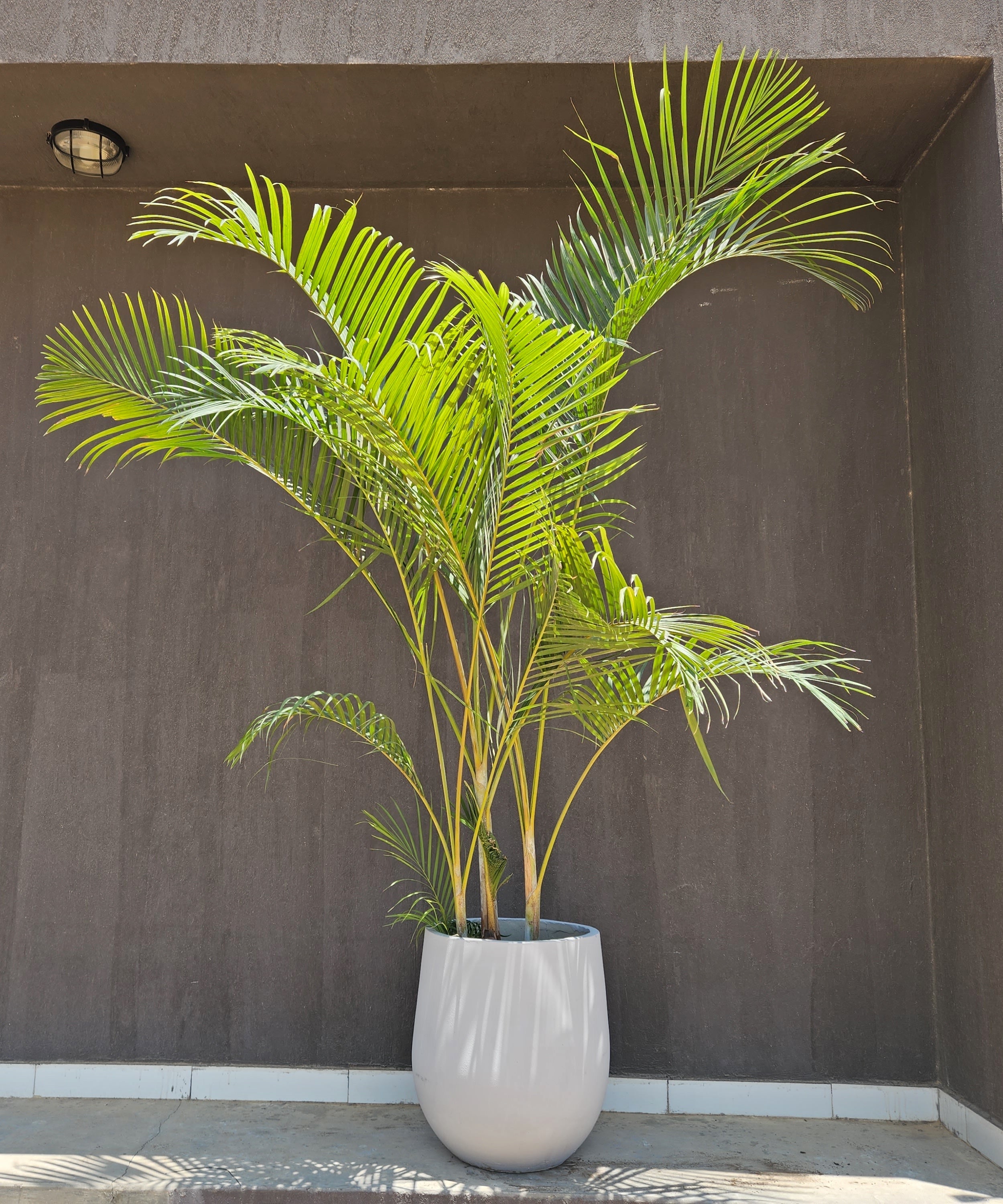 Areca Palm