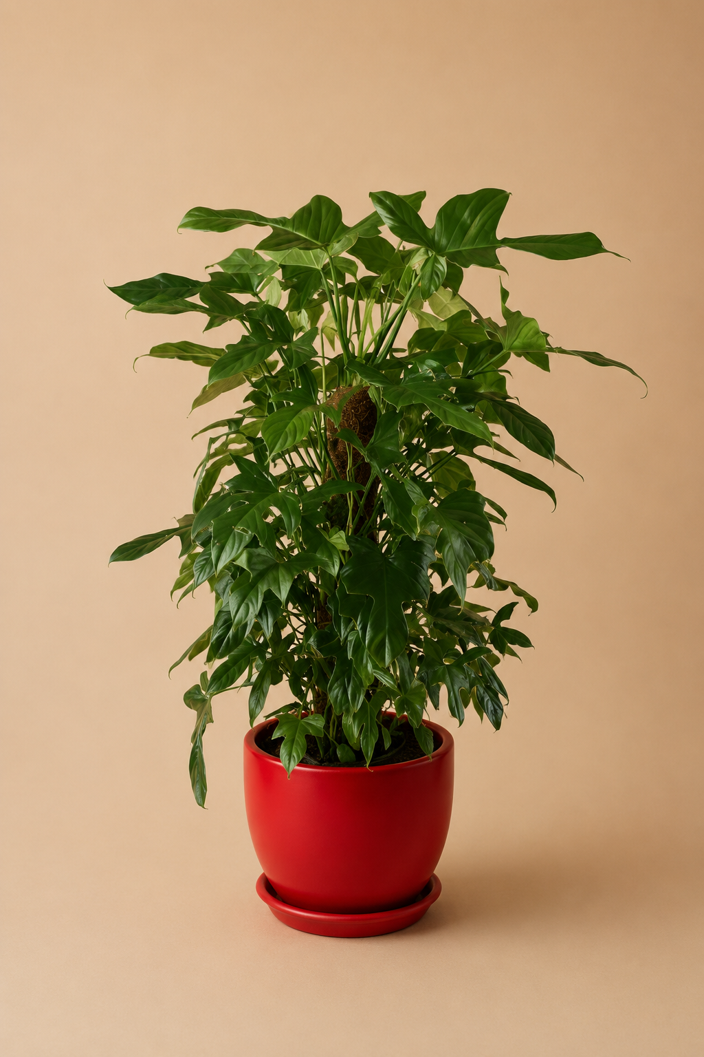 Philodendron Florida - Plantcultcairo