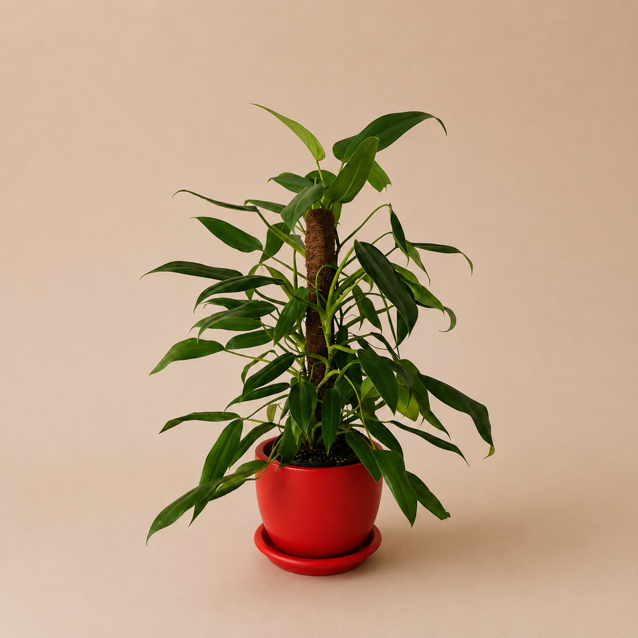 Philodendron Emerald Queen - Plantcultcairo