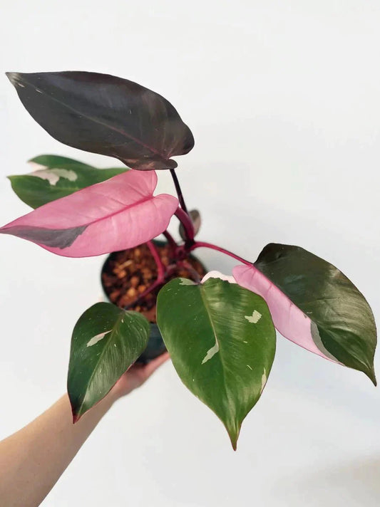 Philodendron Pink Princess