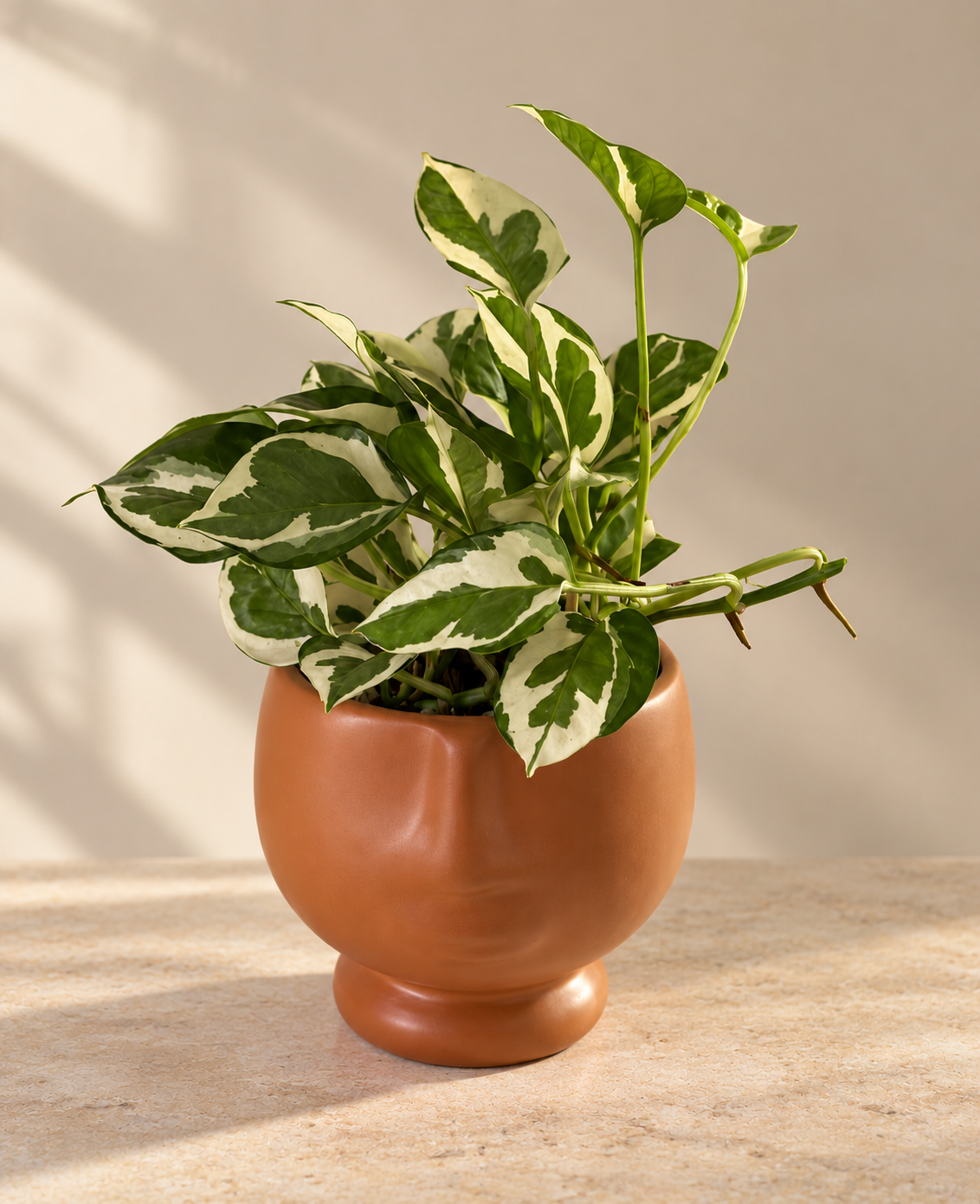 White Pothos Hang - Plantcultcairo