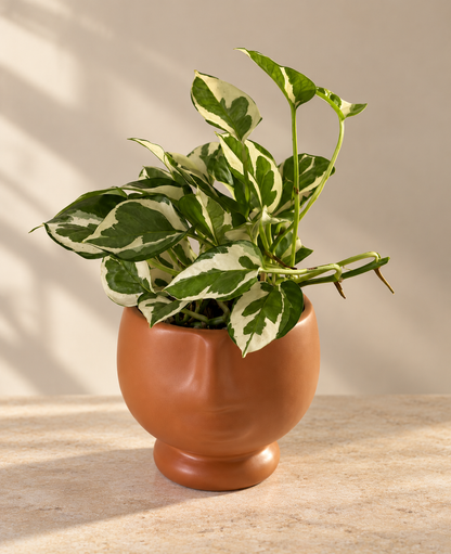 White Pothos Hang - Plantcultcairo