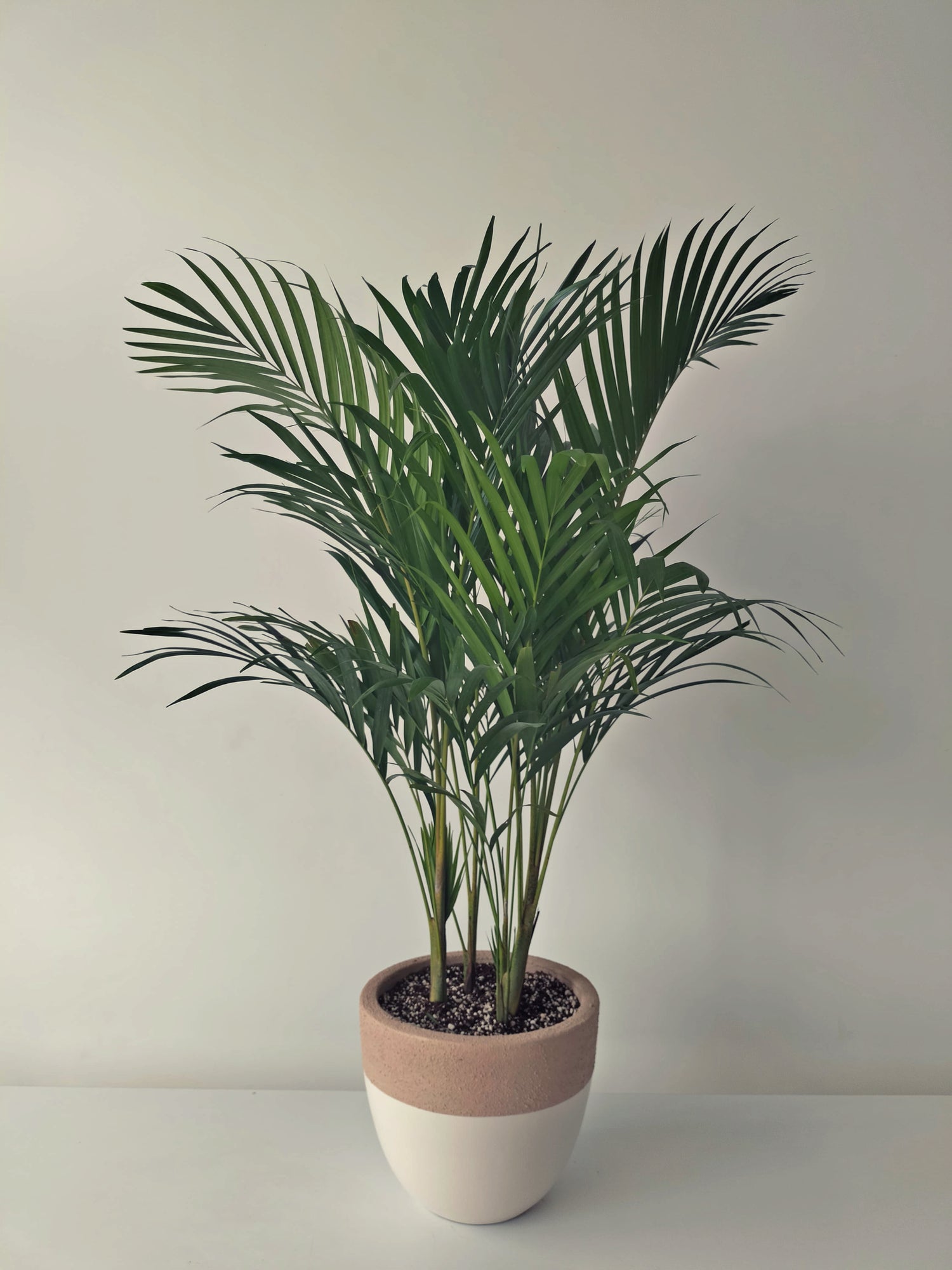 Areca Palm