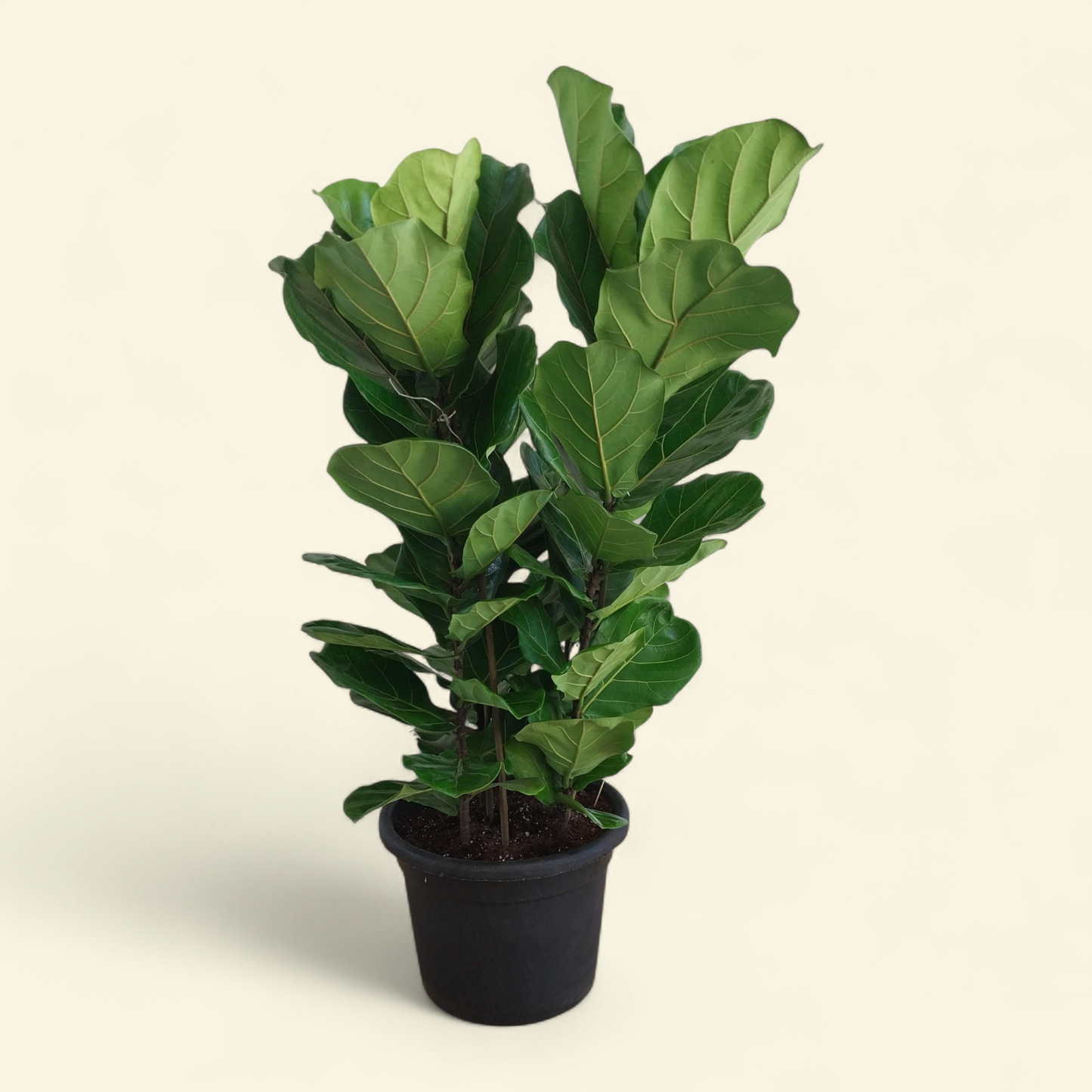 Fiddle leaf fig - Plantcultcairo