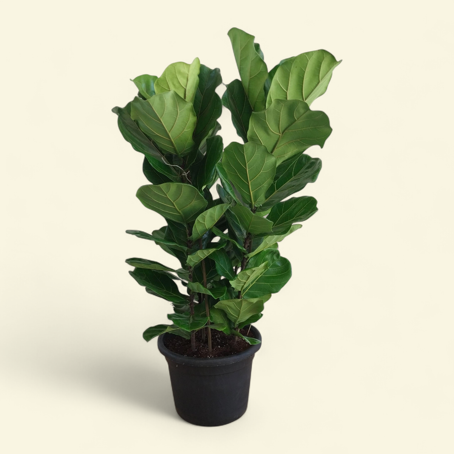 Fiddle leaf fig - Plantcultcairo