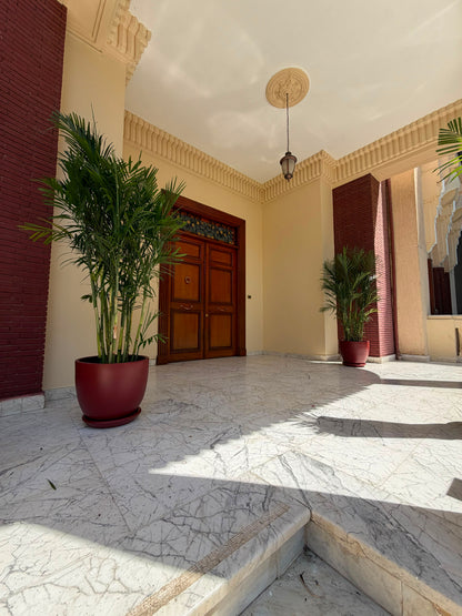 Chamaedorea Palm