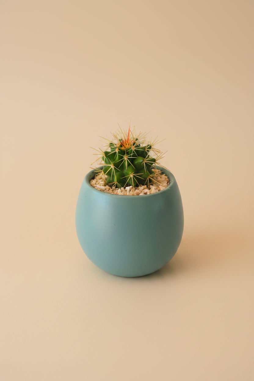 Mini Cactus Ball - Plantcultcairo