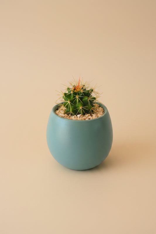Mini Cactus Ball - Plantcultcairo