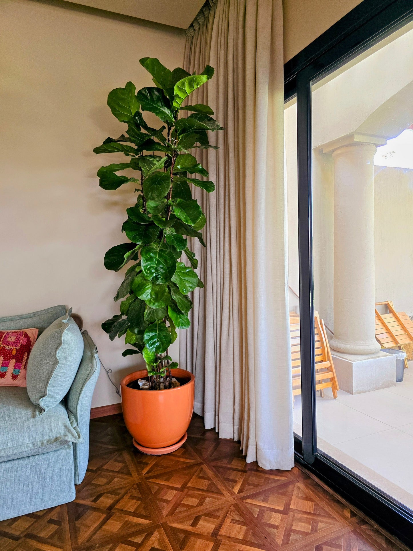 Fiddle leaf fig