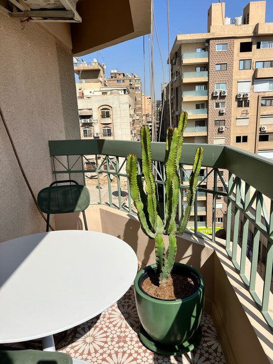 Euphorbia