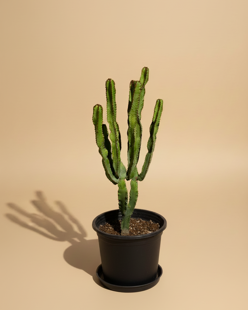 Euphorbia - Plantcultcairo