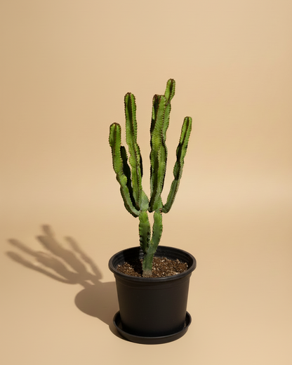 Euphorbia - Plantcultcairo