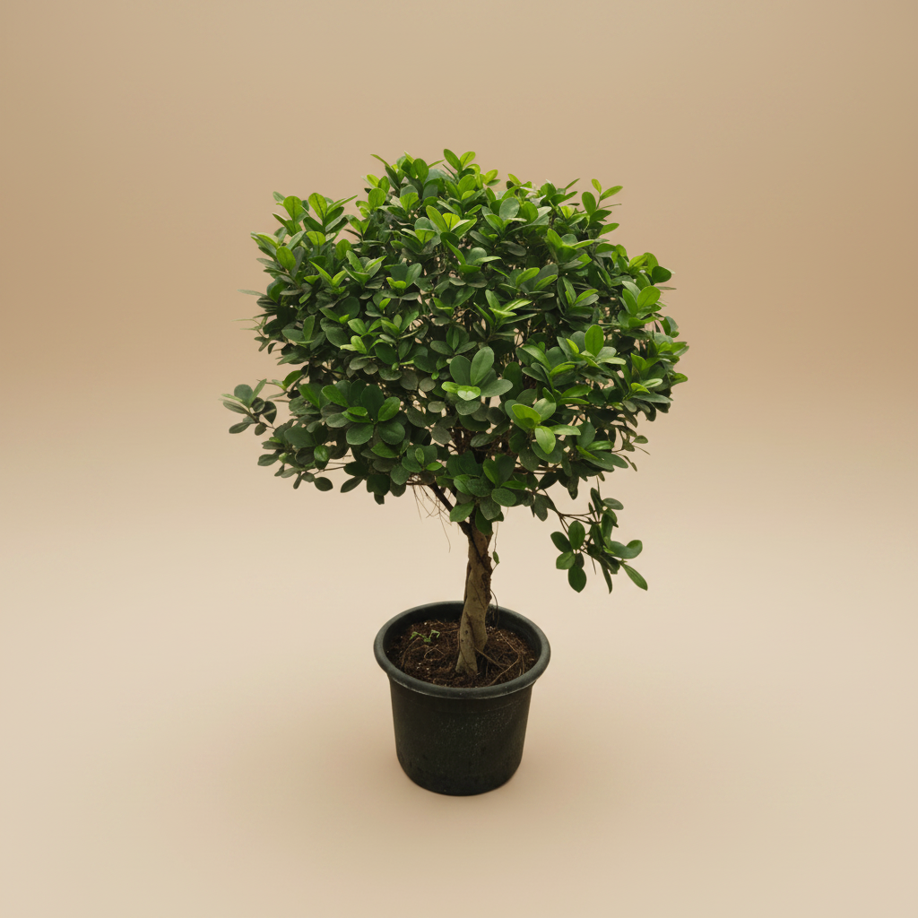 Ficus Microcarpa Green Island - Plantcultcairo