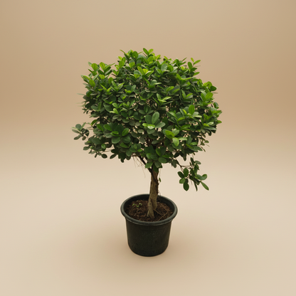 Ficus Microcarpa Green Island - Plantcultcairo