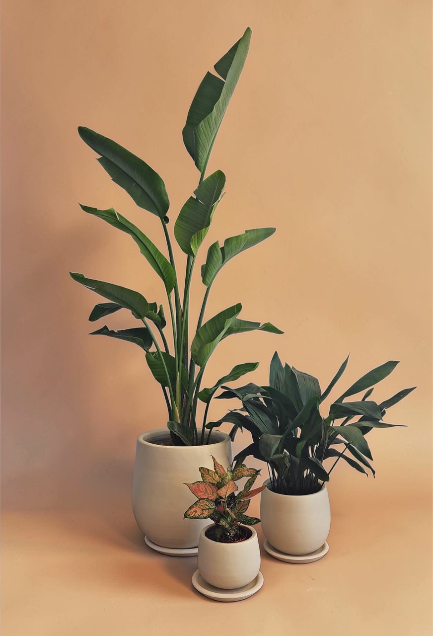 Large Medium Light Plant Trios - Black Plastic Pots - Plantcultcairo