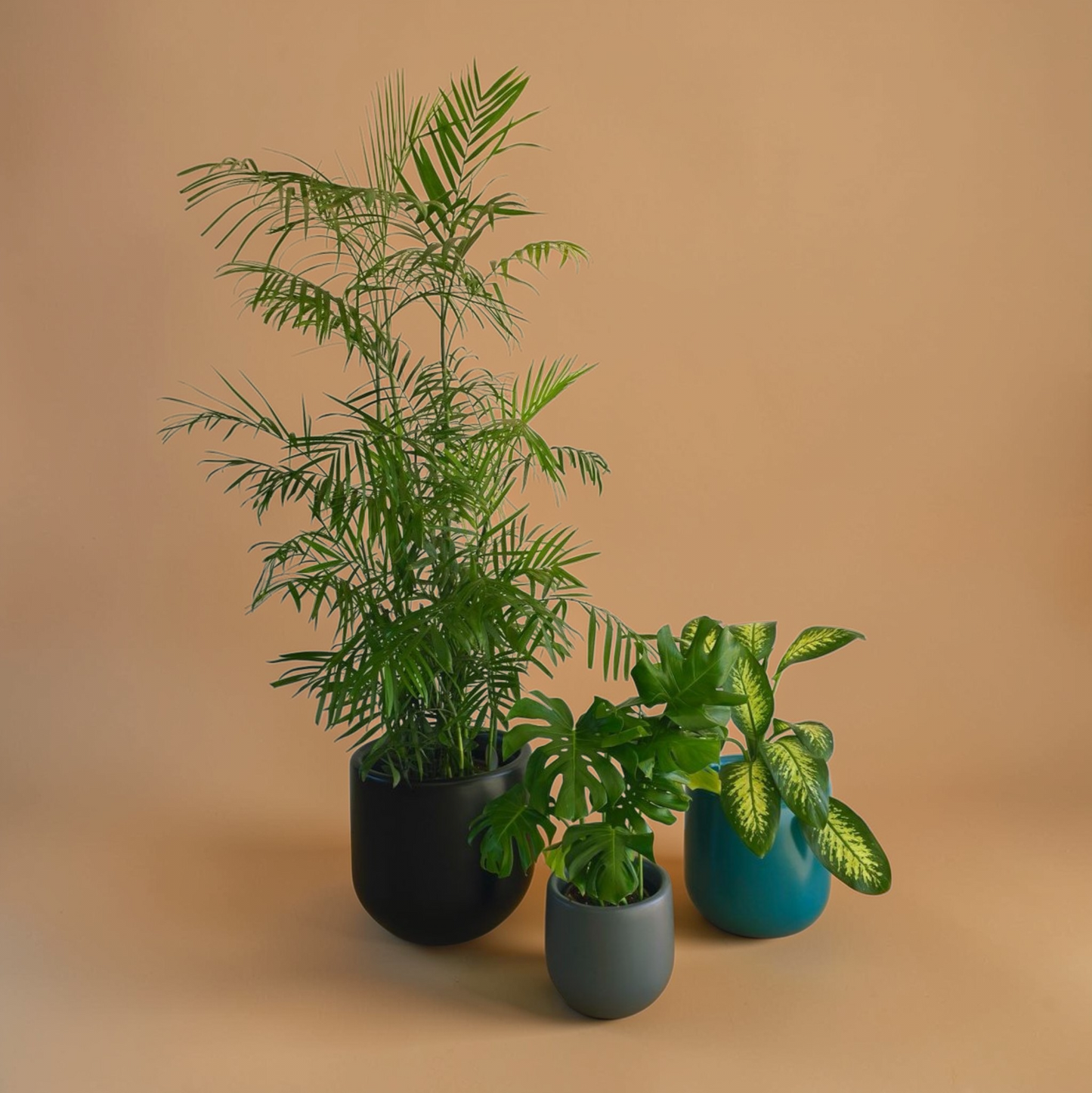 Large Medium/High Light Plant Trio Set - Black Plastic Pots