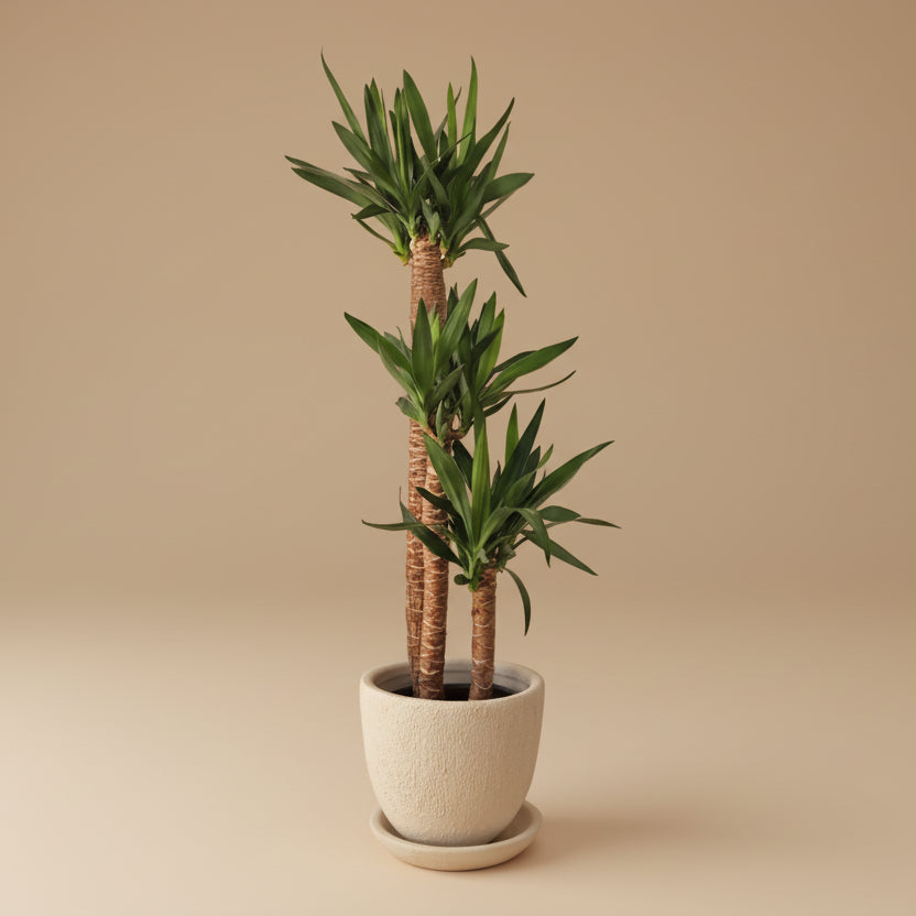 Yucca Elephantipes - Plantcultcairo