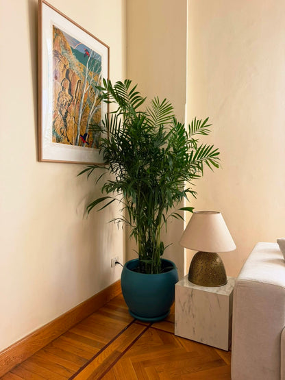 Chamaedorea Palm
