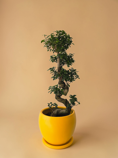 Ficus Bonsai S-Shaped - Plantcultcairo