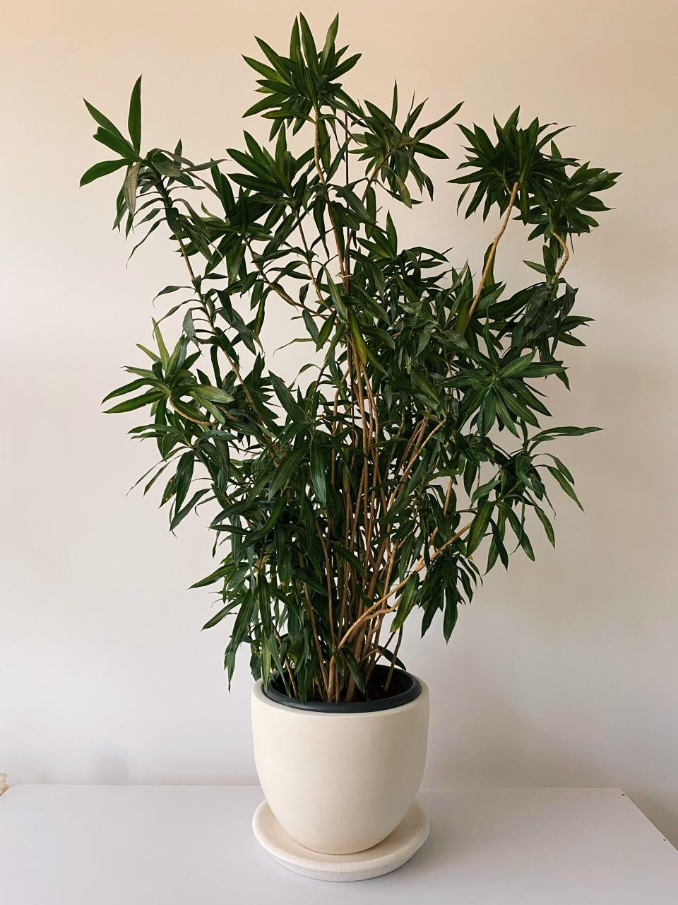 Dracena Jamaica