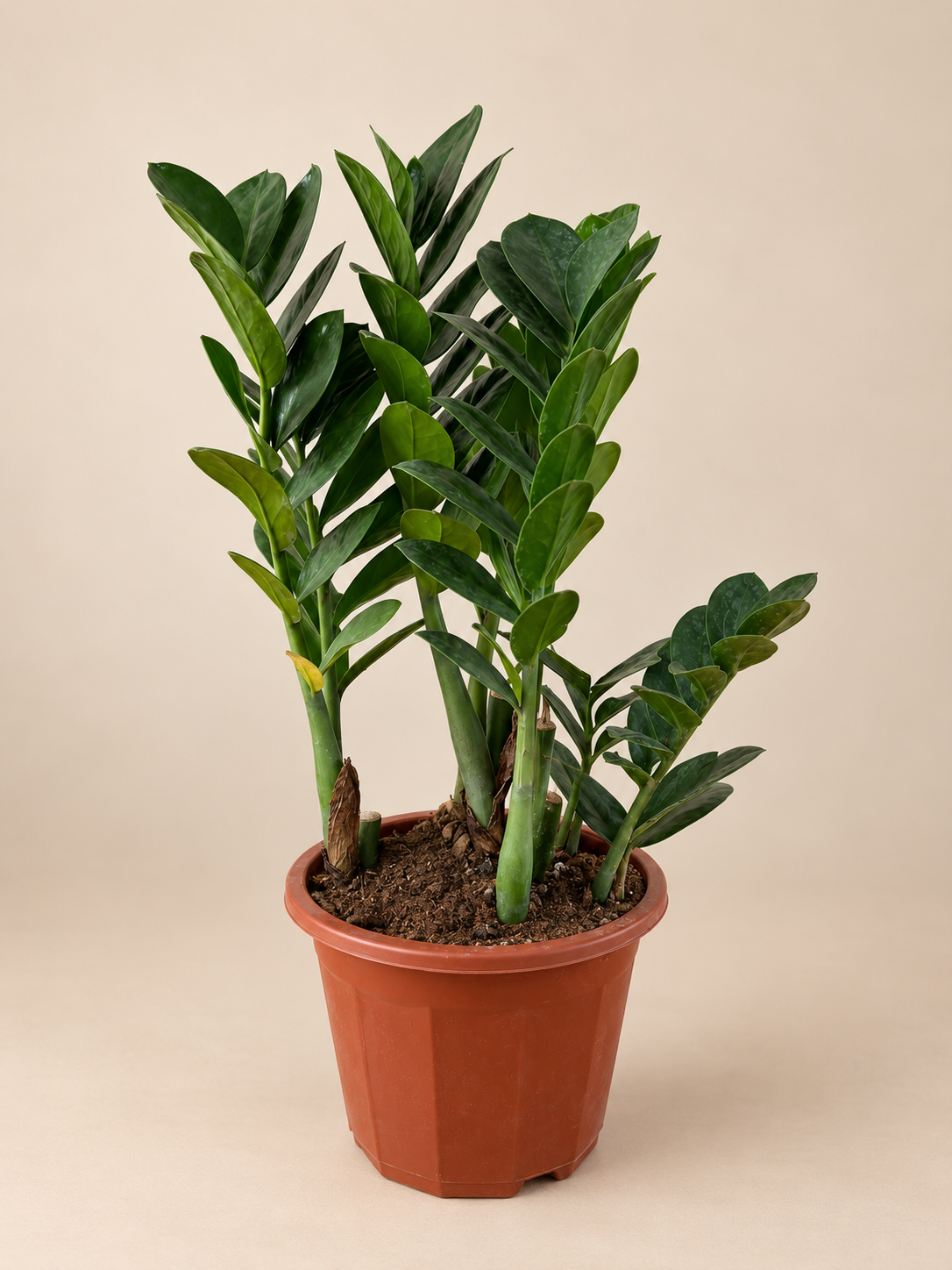 ZZ Plant