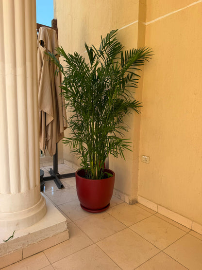 Chamaedorea Palm