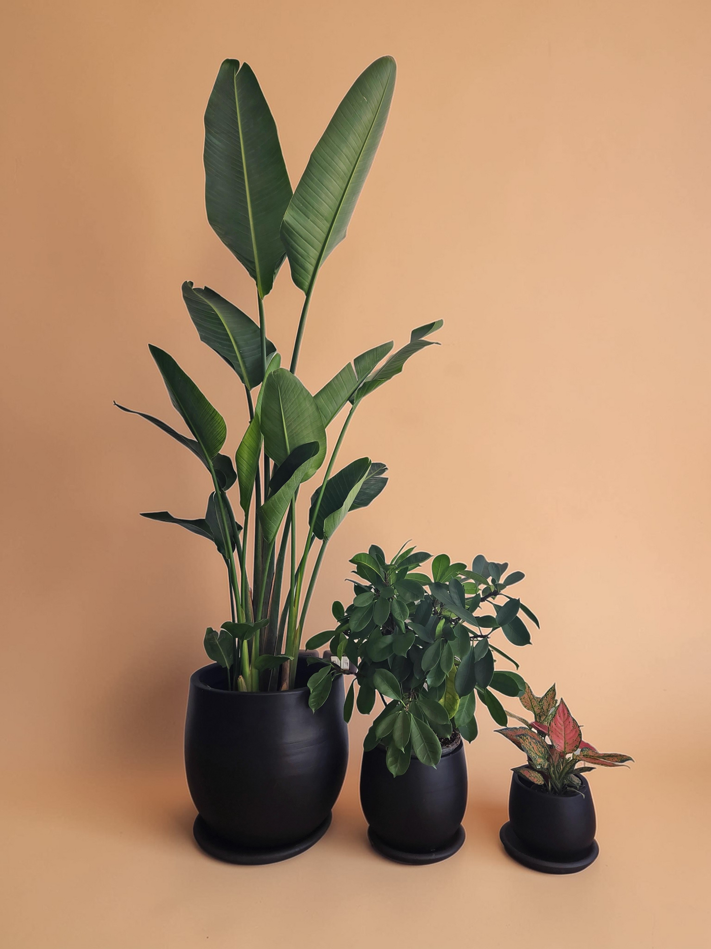 Large Medium Light Plant Trios - Black Plastic Pots