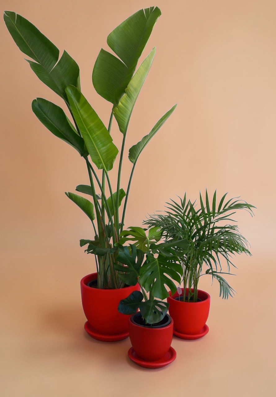 Large Medium Light Plant Trios - Black Plastic Pots