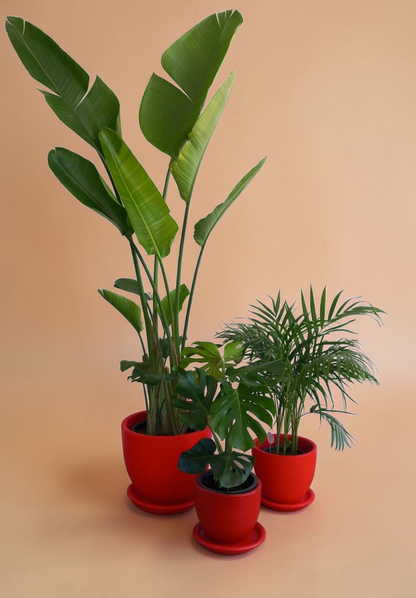 Large Medium Light Plant Trios - Black Plastic Pots - Plantcultcairo