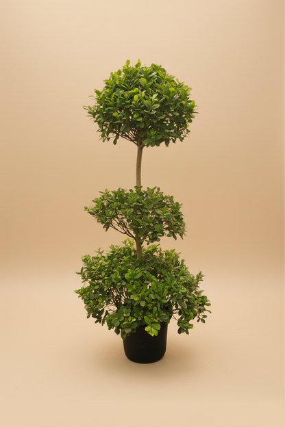 Ficus Microcarpa Green Island - Plantcultcairo