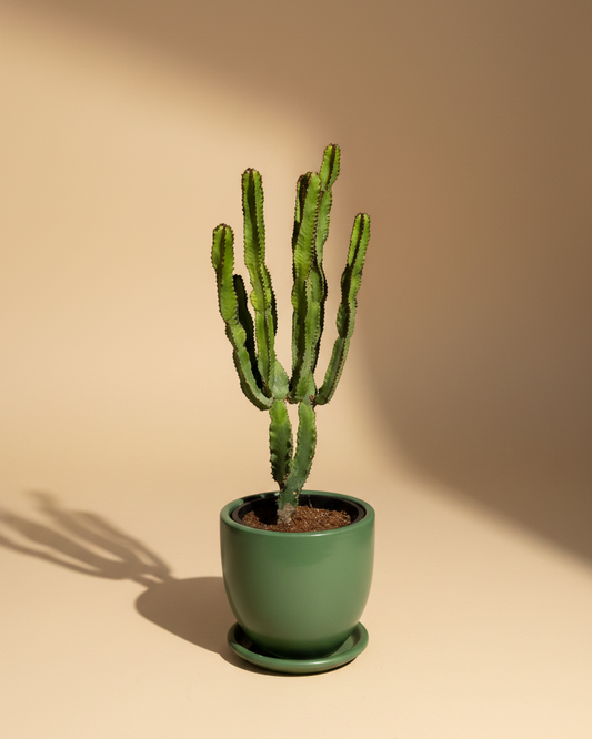 Euphorbia - Plantcultcairo