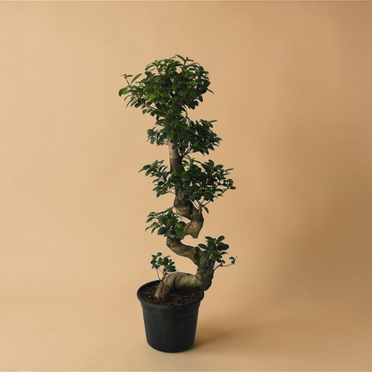 Ficus Bonsai S-Shaped - Plantcultcairo