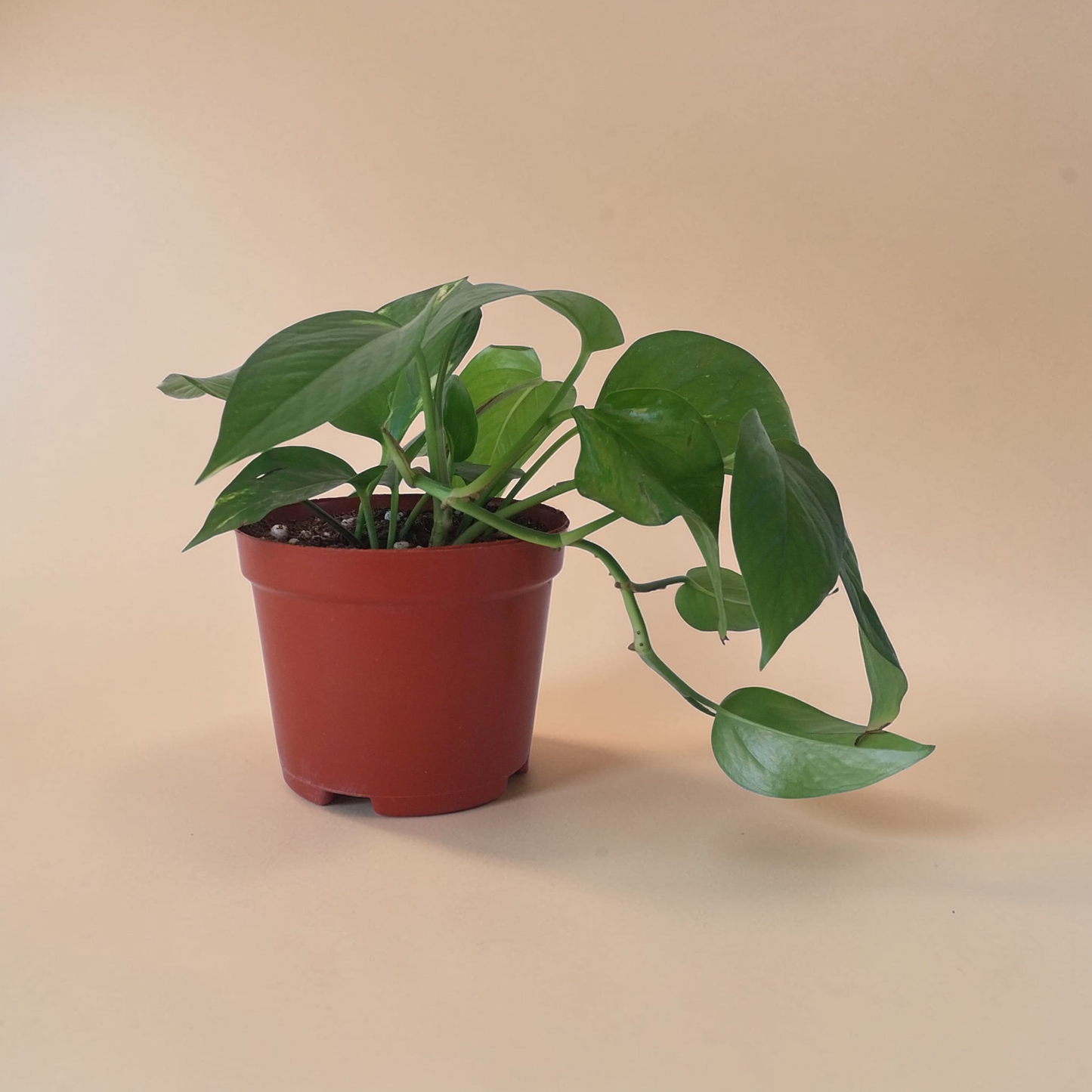 Pothos Hang - Plantcultcairo