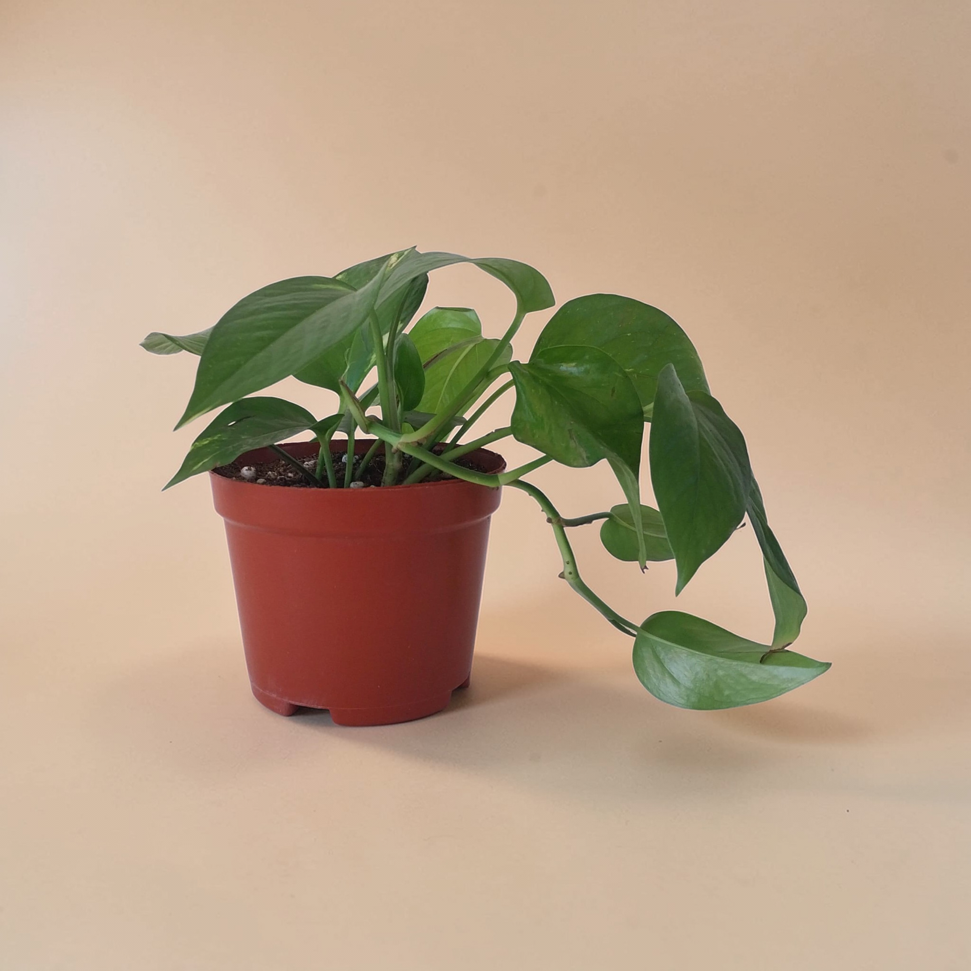 Pothos Hang - Plantcultcairo