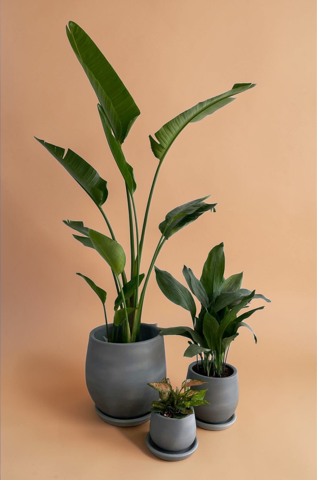 Large Medium Light Plant Trios - Black Plastic Pots - Plantcultcairo