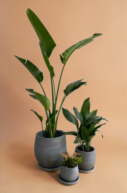 Large Medium Light Plant Trios - Black Plastic Pots - Plantcultcairo