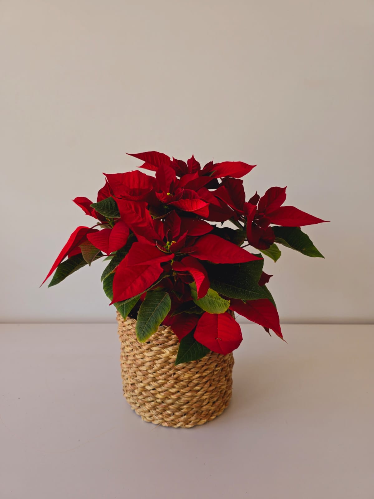 Christmas Poinsettia Bundles