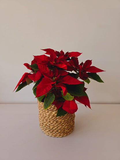 Christmas Poinsettia Bundles