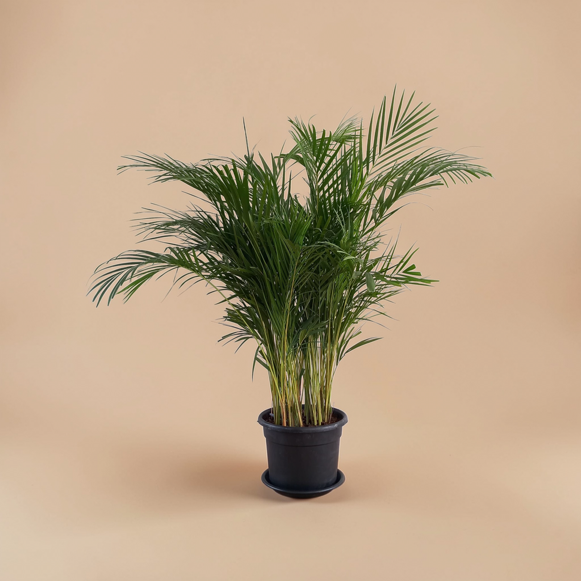 Areca Palm - Plantcultcairo