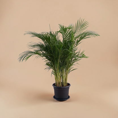 Areca Palm - Plantcultcairo