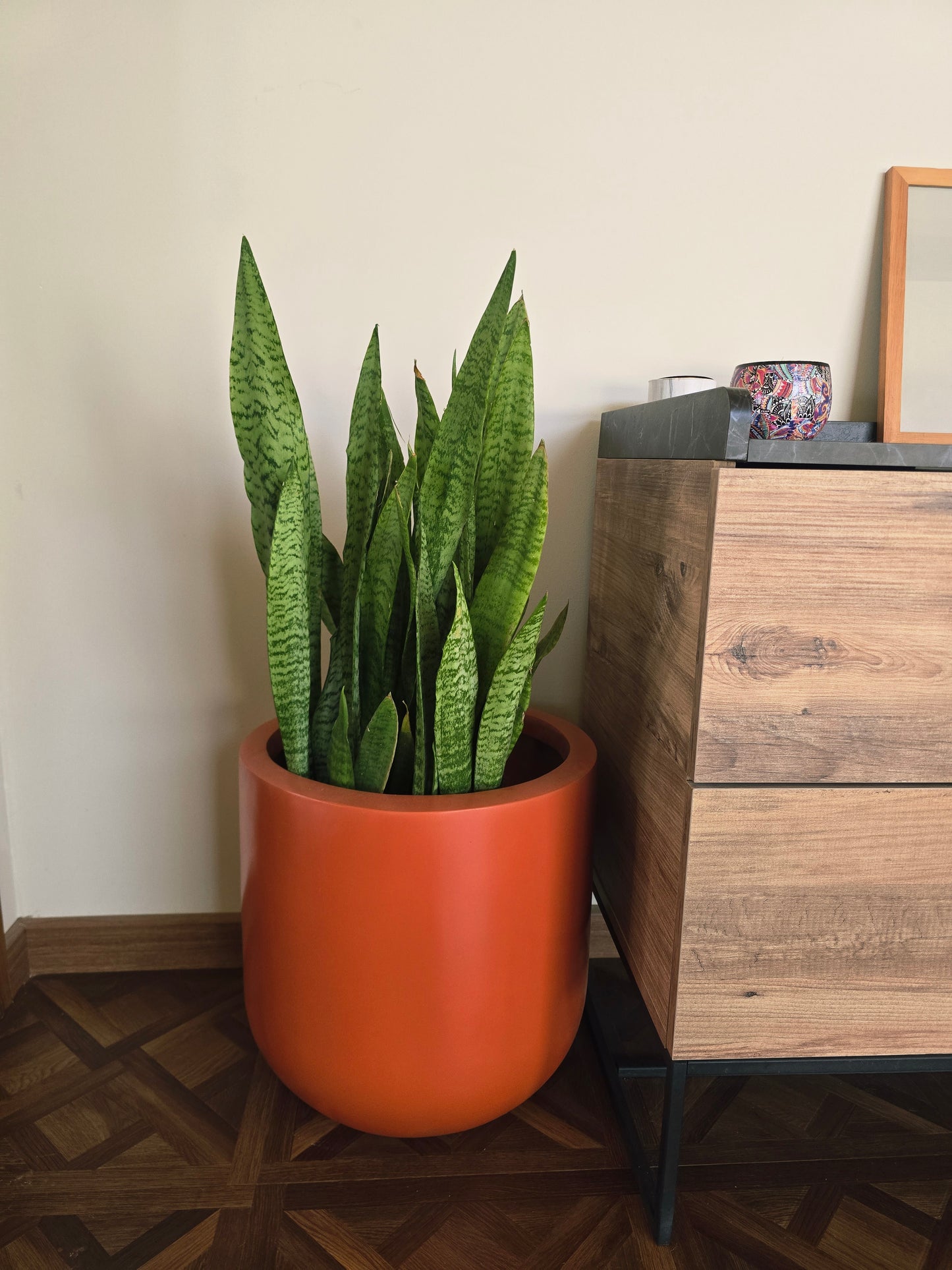 Snake Plant, Zeylanica