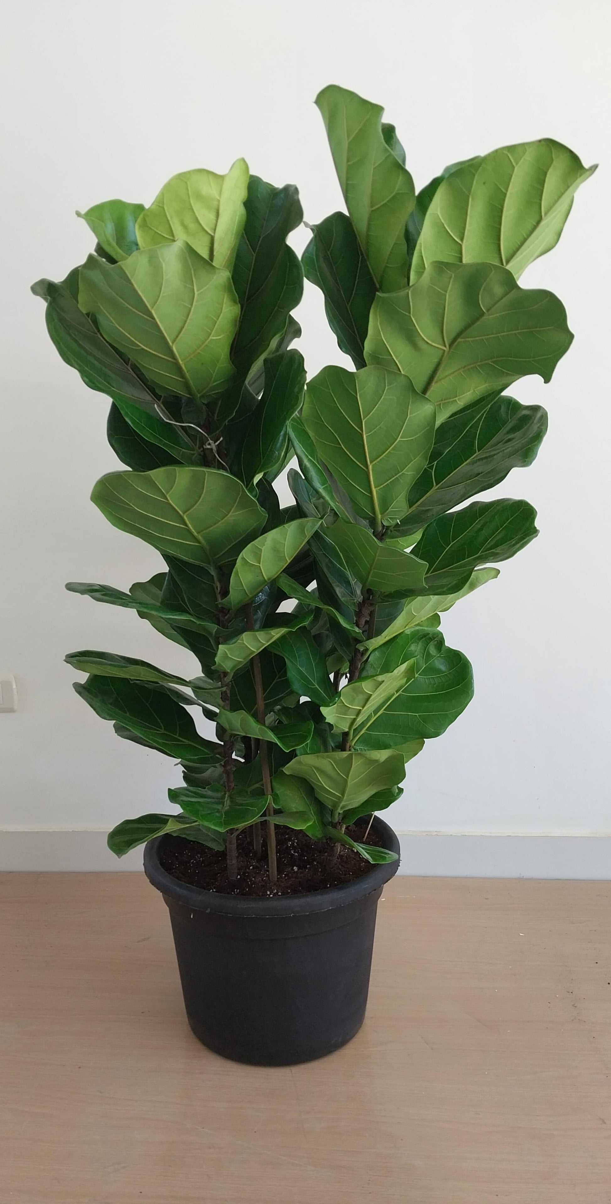 fiddle leaf fig temp Fiddle Leaf Fig | Large Indoor Plant