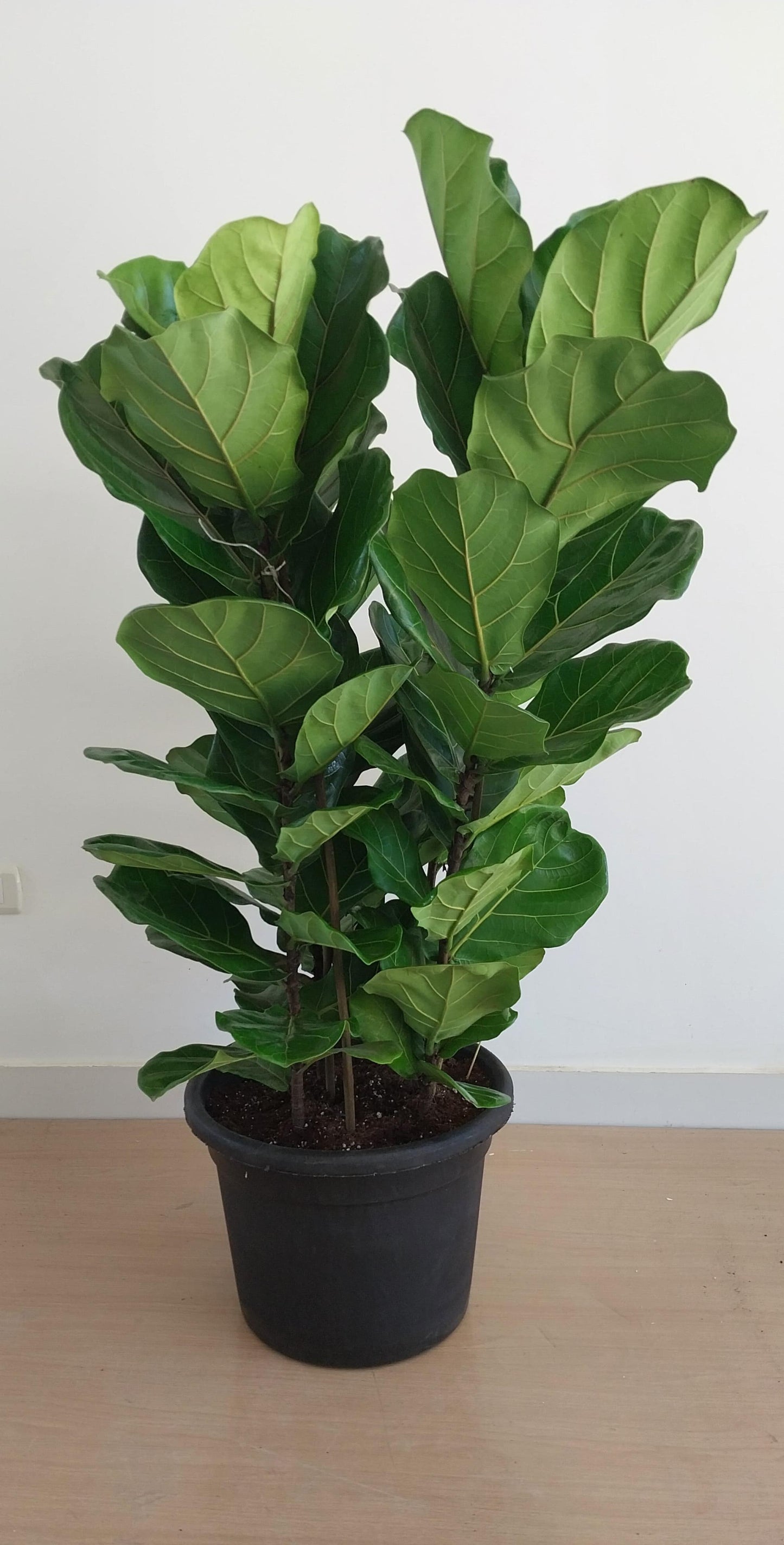 Fiddle leaf fig - Plantcultcairo