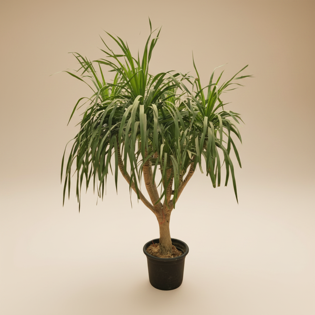 Dracaena Draco - Plantcultcairo