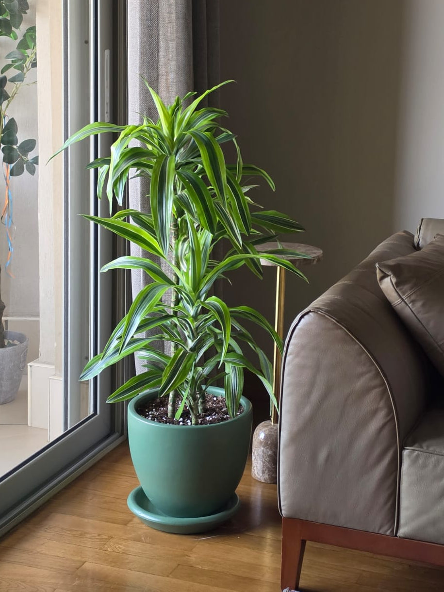 Dracaena Lemon Lime - Plantcultcairo