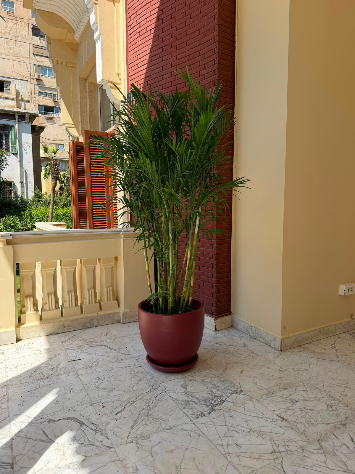 Chamaedorea Palm