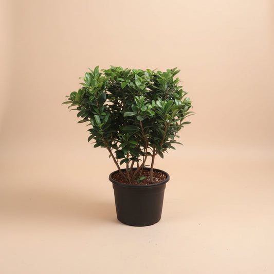 Ficus Microcarpa - Plantcultcairo