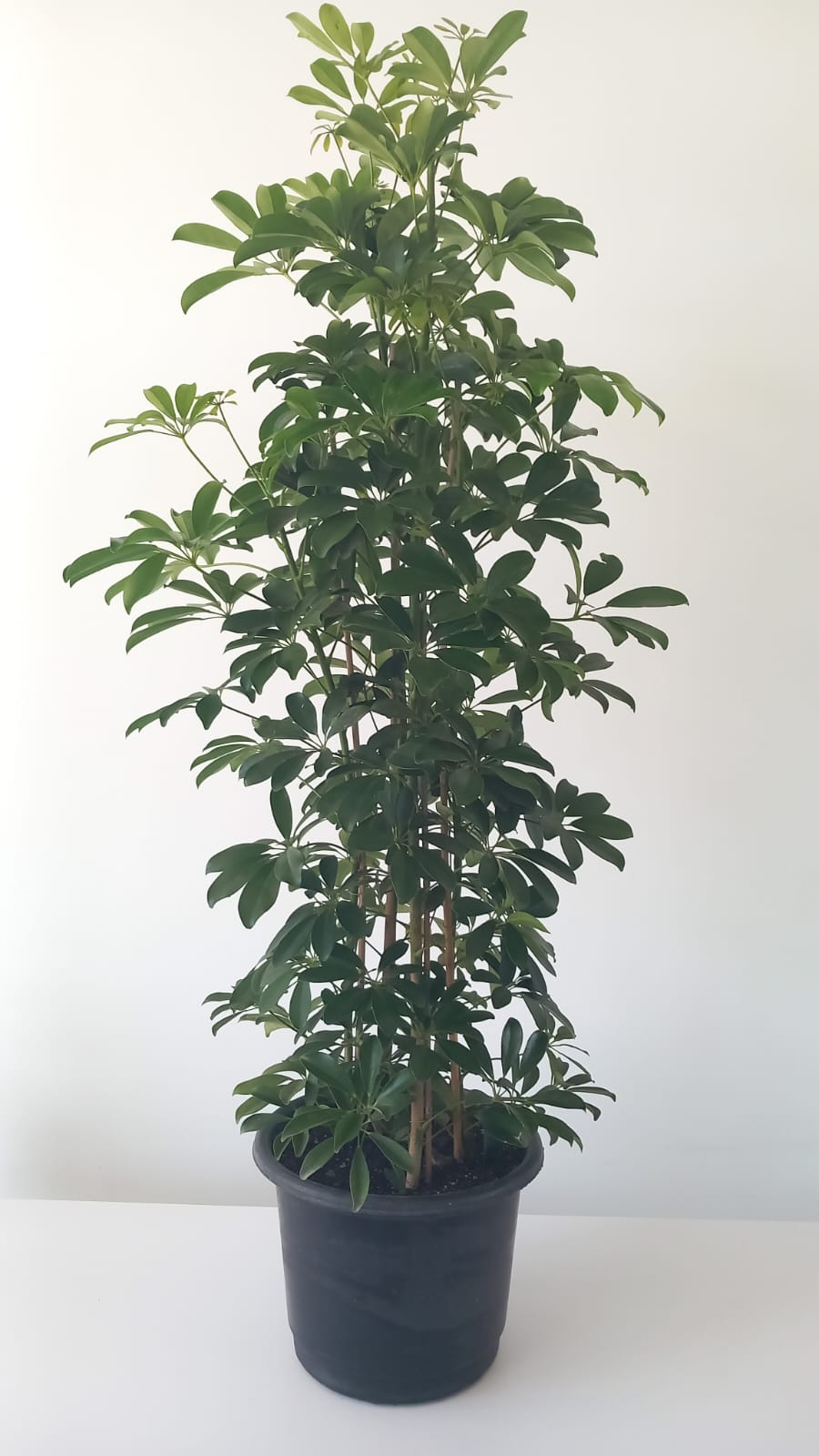 Schefflera