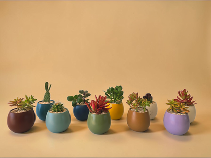 Minis Sets (Potted Best Sellers) - Plantcultcairo