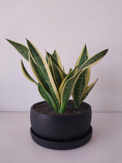 Potted Bowl Planter - Plantcultcairo